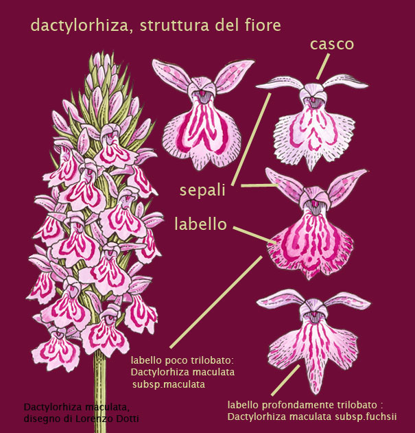 orchidee, struttura del fiore - parte terza